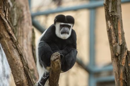 colobus