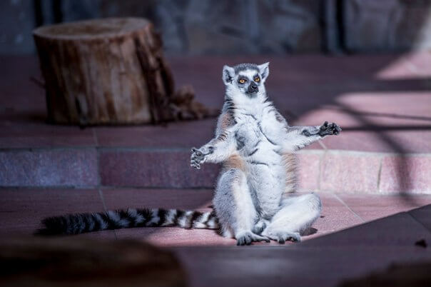 lemur